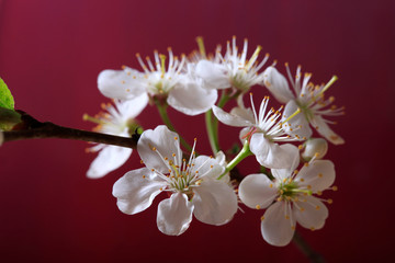 White flowers of a blossoming cherry on a red background close-up