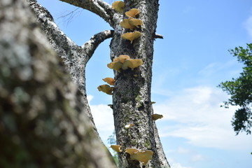 tree trunk with yellow birch bark