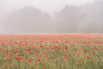 Mohnfeld mit unscharfen Bäumen im Nebel