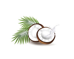 Realistic coconut organic milk ,oil and green palm leaves Vector illustration