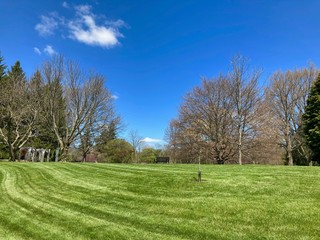 spring trees in the park
