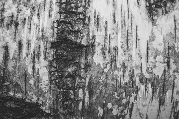 Fototapeta na wymiar Textured and embossed birch bark