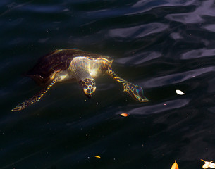 A turtle swimming in an hole in Ouvea island