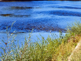 White Egret wading in the shallow water of the River Dordogne in France