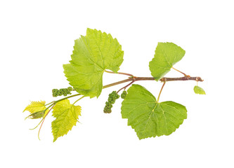Vine and grape leaves on a white background, isolated.