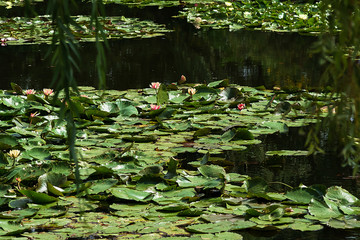 green leaves of water lilies  on the water surface of the pond. Floral green background