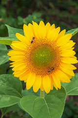 sunflower and two  honey bees on a green background . Flower background