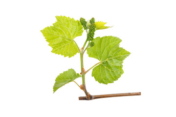 Vine and grape leaves on a white background, isolated.