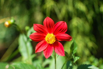 red and yellow flower