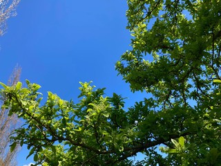 green leaves against blue sky