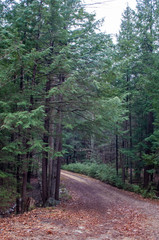 Fototapeta na wymiar Old dirt road in New Hampshire Forest