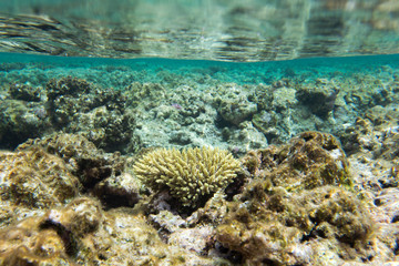 Fototapeta premium A marine life view with corals
