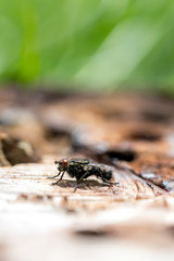 Common fly with yellow pollen sitting on wood close up 