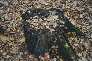 Fototapeta na wymiar Autumn fallen leaves on stumps covered with green moss 