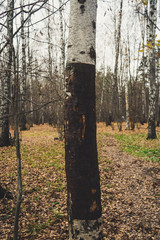 Birch trees with cut bark
