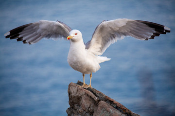 Gaviota parada en una roca lista para volar