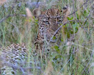 Femasle Leopard (Panthera pardus) in grass in the Timbavati Reserve, South Africa