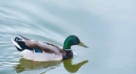 Obraz premium duck swimming in the water