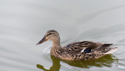 Fototapeta premium duck swimming in the water