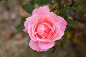blooming pink rose plant with romantic background