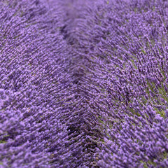 Plakat An obscured pathway between rows of Lavender at Mayfield Lavender Farm, Banstead, England