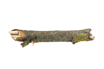Branch covered with yellow lichen isolated on a white background. A branch of old dry wood is covered with a yellow lichen. Isolated on a white background.