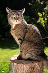 Naklejka na ściany i meble tabby cat sitting on tree stump with ears folded back