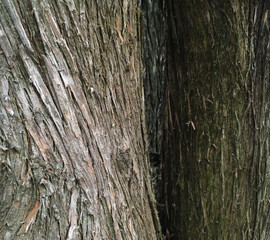 Obraz premium Tree bark in the forest. Spring. Macro shooting, Closeup