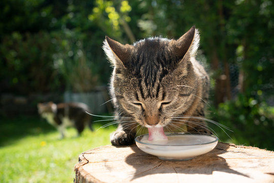 tabby cat drinking milk outdoors with another cat in the background
