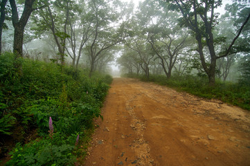 Obraz premium Mystic road through foggy forest. Country road in a foggy forest in the early morning in summer.