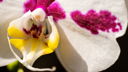  Macro orchideen