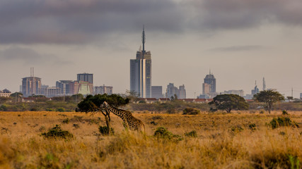 A view of the city of Nairobi from Nairobi National Park - obrazy, fototapety, plakaty