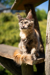 tortoiseshell maine coon kitten sitting on scratching post outdoors in sunlight