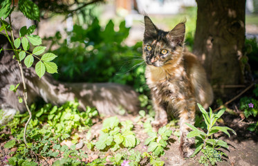Obraz premium tortoiseshell maine coon kitten resting in garden on a sunny day
