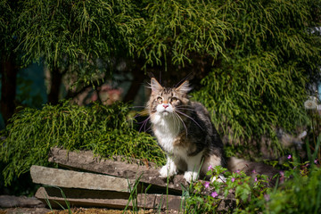 tabby white maine coon cat exploring the garden on a sunny day
