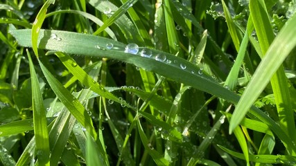 green grass with dew drops