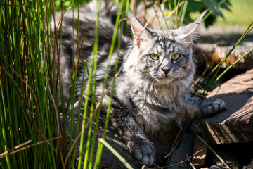 Obraz premium silver tabby maine coon cat resting in sunlight next to high grass at a pond