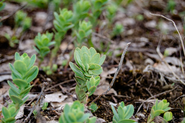 Photo of wild cabbage in early spring in the fields