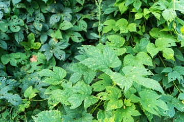 Hop bushes spoiled by insect parasites. Plant disease