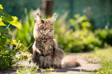 tortoiseshell maine coon cat sitting in garden on a sunny day looking at camera