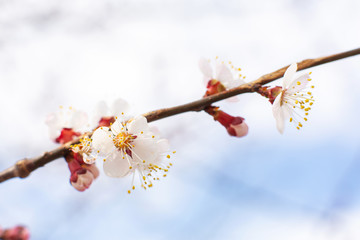 Flowering birch branch against the sky. Spring flowering trees