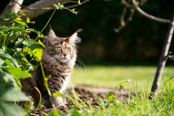 Naklejka na ściany i meble maine coon cat sitting in flowerbed outdoors in the garden on a sunny day