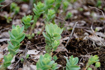 Photo of wild cabbage in early spring in the fields