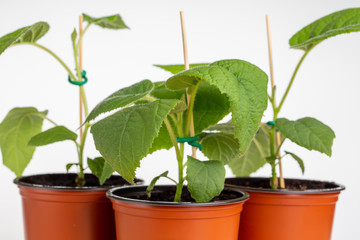 Young kiwi seedlings