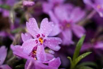 closeup of purple flower in dew drops at dawn