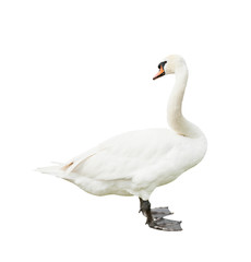 One swan, isolated on white background