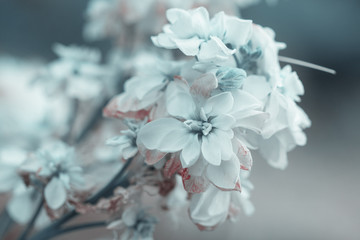Fototapeta na wymiar beautiful white flowers in sunshine, close view 