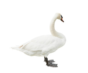 One swan, isolated on white background