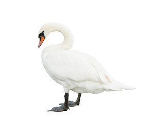 One swan, isolated on white background
