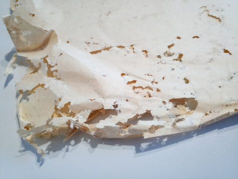 Paper swallowed with silverfish. Traces of wrecking silverfish on vinyl envelopes.